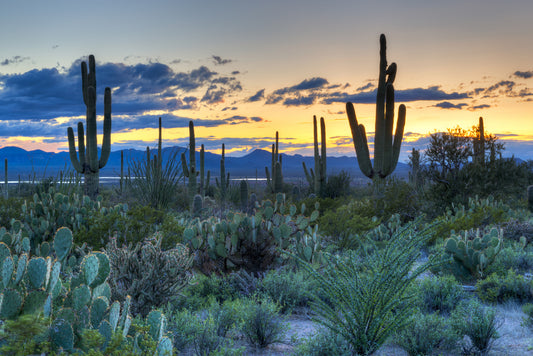 Plan Your Next Golf Trip To Tucson